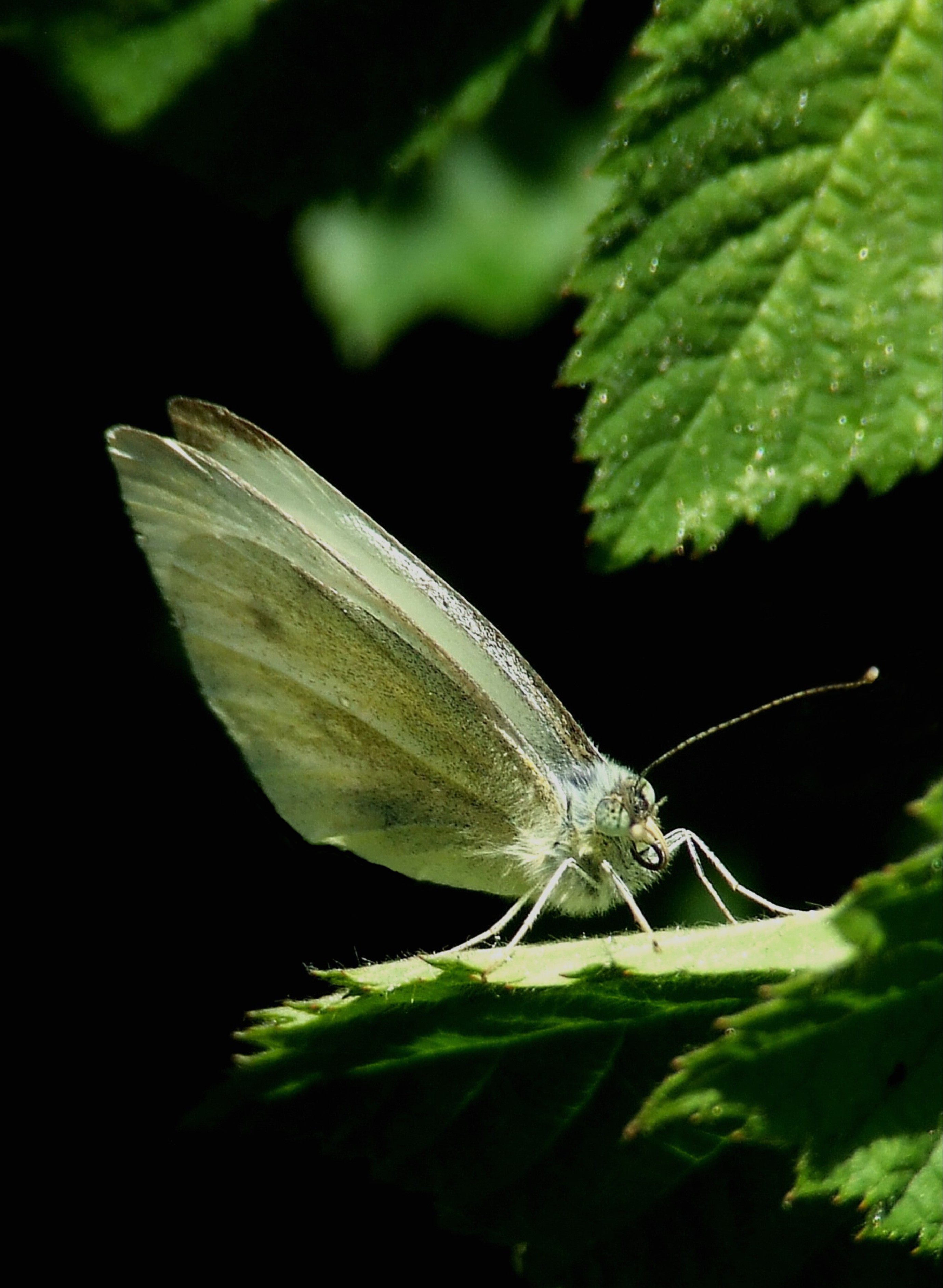 SMALL WHITE Bill Bagley Photography